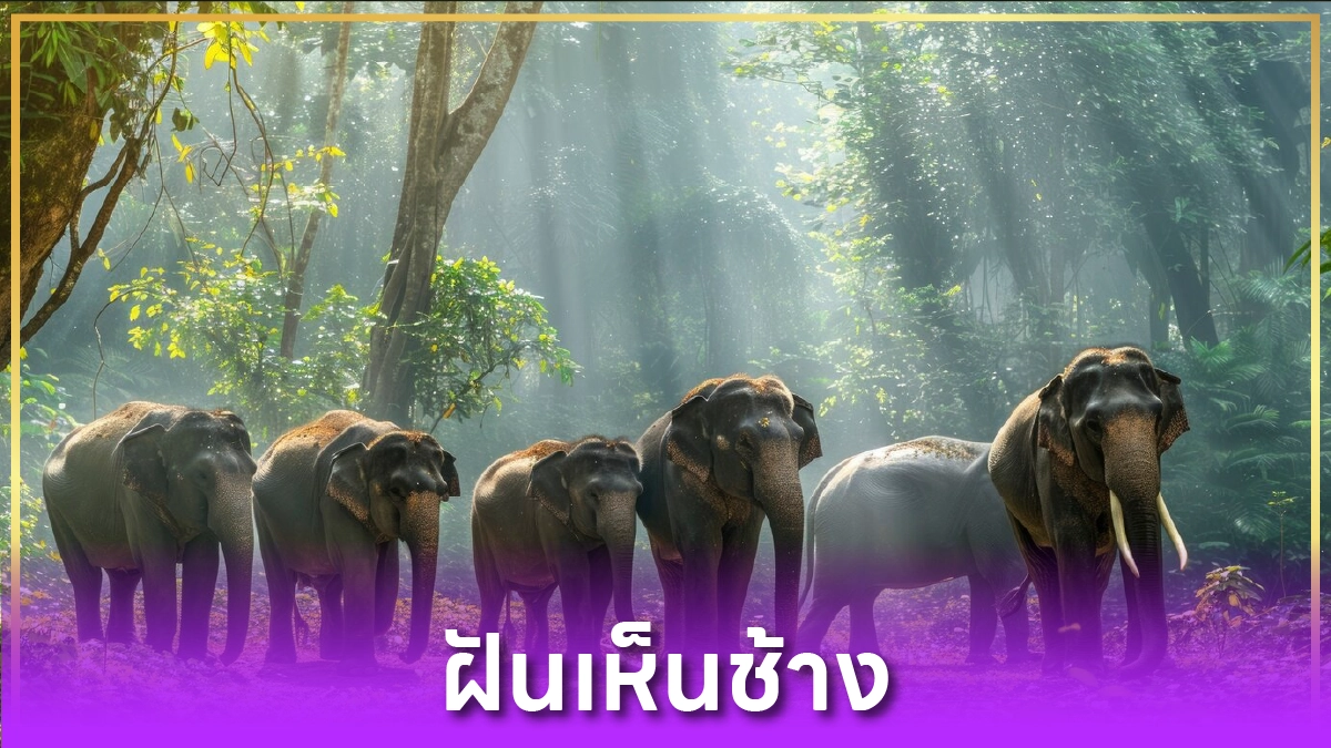 ฝันเห็นช้าง