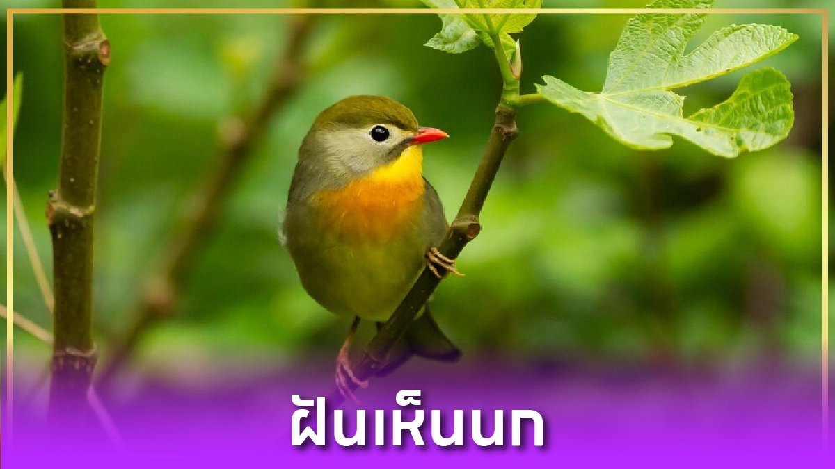 ฝันเห็นนก