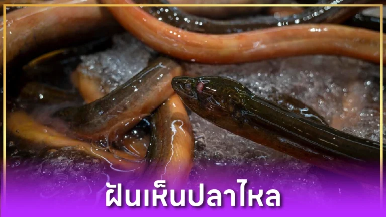 ฝันเห็นปลาไหล