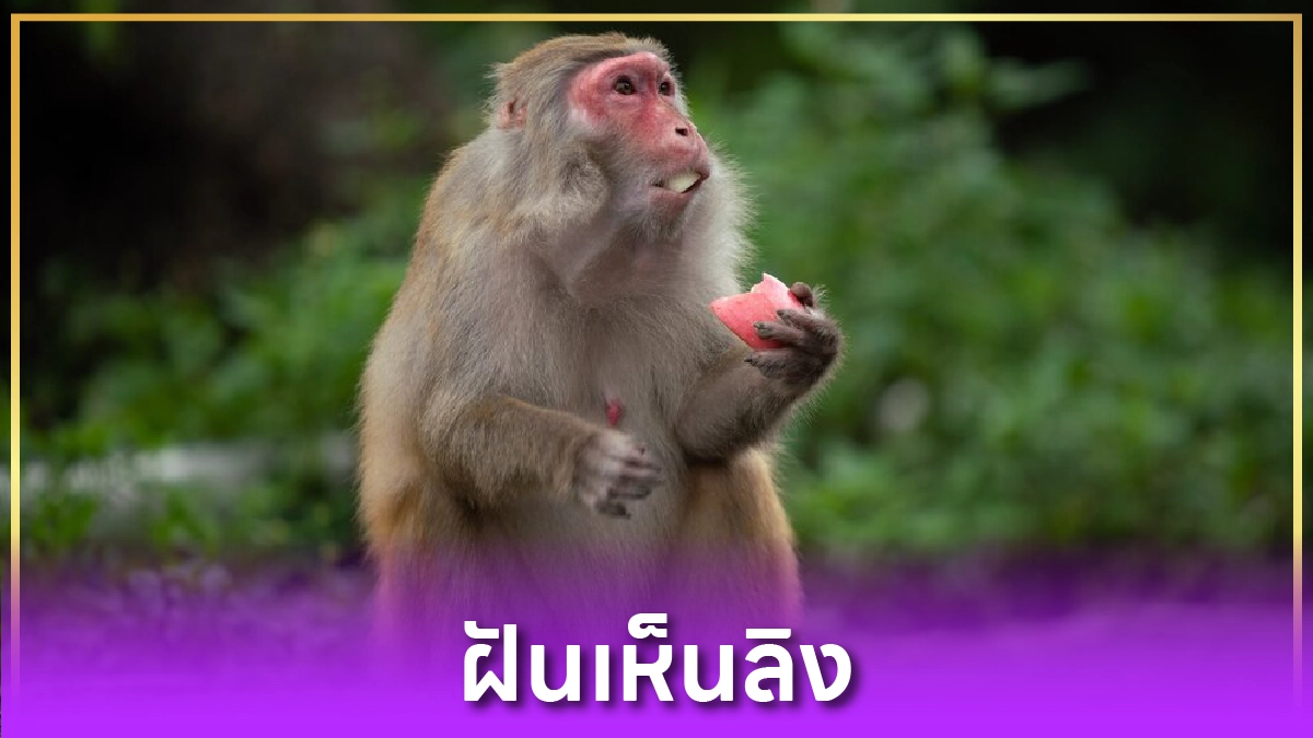 ฝันเห็นลิง