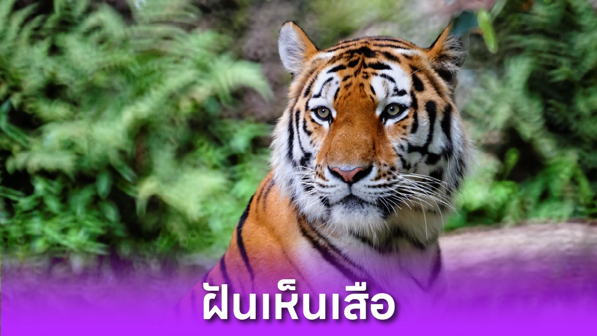 ฝันเห็นเสือ