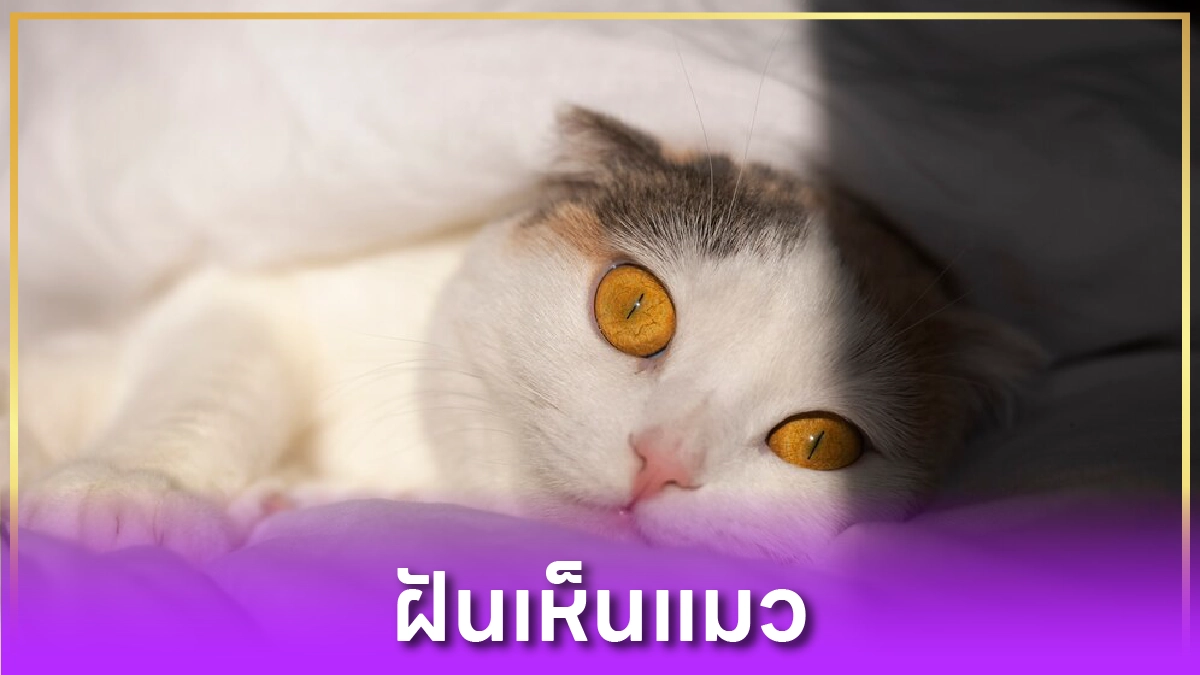 ฝันเห็นแมว