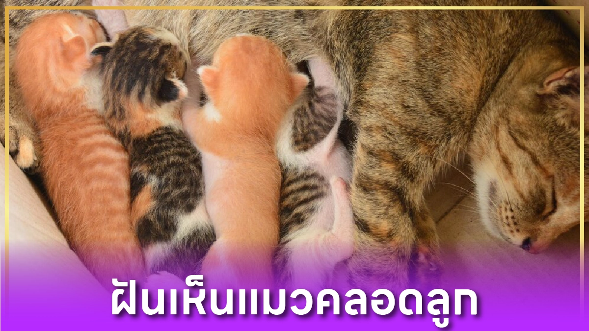 ฝันเห็นแมวคลอดลูก